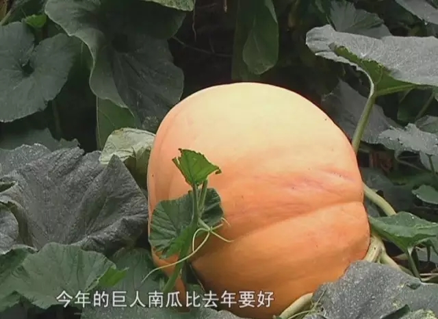 水肥一体机.png